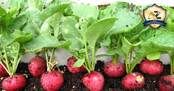 Khám phá 10+ cách chế biến củ cải thơm ngon, hấp dẫn